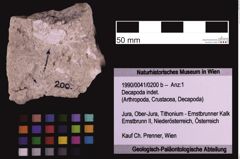 Foto (Objekt + Etiketten) von Decapoda indet. (NHMW-GEO-1990-0041-0200b)